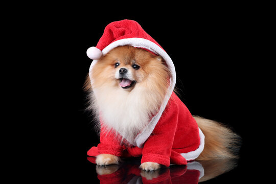 Cute fluffy pomeranian puppy in a red suit