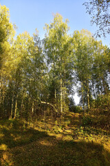 Autumn colors in the Ural forest