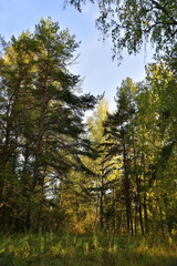 Autumn colors in the Ural forest