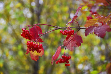 Ripe bright red bunches of viburnum berries
