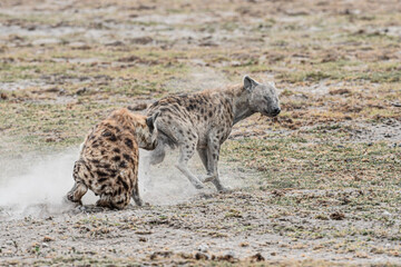 Hyänen im Amboseli und Masai Mara Nationalpark