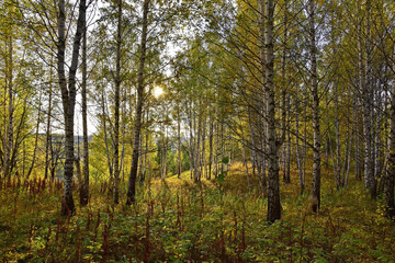 Autumn colors in the Ural forest