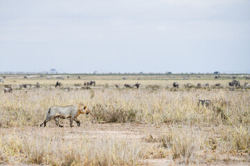 Löwen im Amboseli und Masai Mara Nationalpark