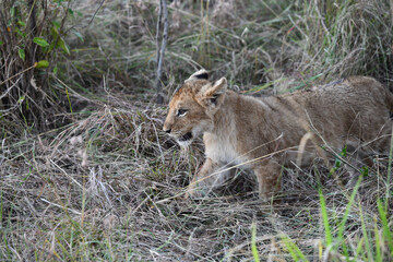 Fototapeta na wymiar Löwen im Amboseli und Masai Mara Nationalpark