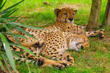 portrait of a cheetah