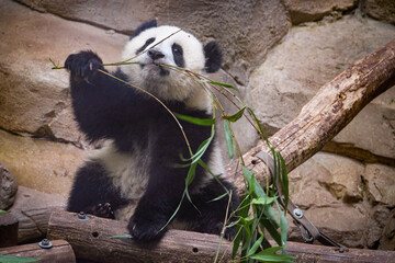 giant panda eating bamboo