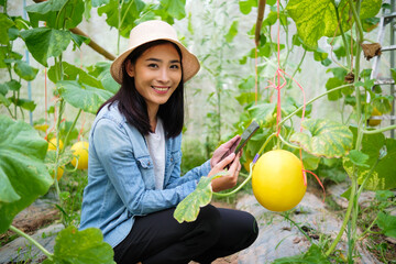 Asian woman farmer farming melon in greenhouse biome, botanist using computer portable tablet...