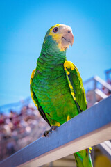 blue and yellow macaw