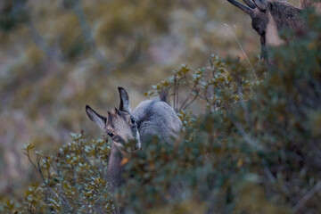 A young chamois near the aletsch glacier.