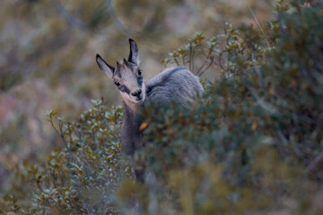 A young chamois near the aletsch glacier.