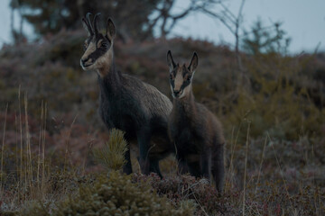 A young chamois with its mother near the aletsch glacier.
