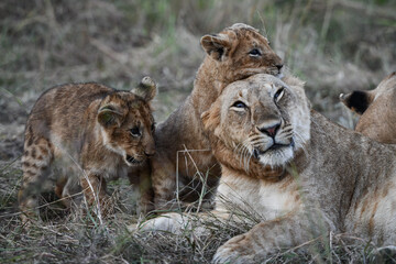 Löwen im Amboseli und Masai Mara Nationalpark