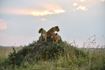 Löwen im Amboseli und Masai Mara Nationalpark