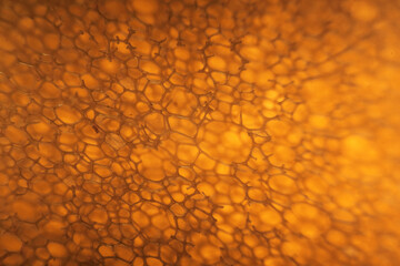 Domestic kitchen sponge under the microscope. Close up view