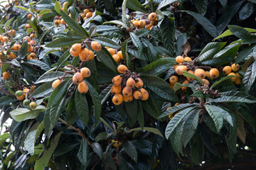 Japanese loquat with ripe fruits