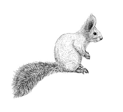Hand drawn black ink sketch of Squirrel isolated on white background. Vector illustration of forest animal. Vintage engrave of Squirrel