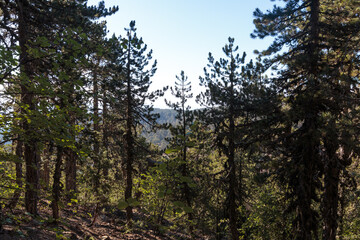 Coniferous forest in the mountains