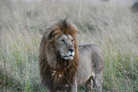 Löwen im Amboseli und Masai Mara Nationalpark