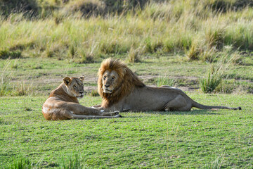 Löwen im Amboseli und Masai Mara Nationalpark