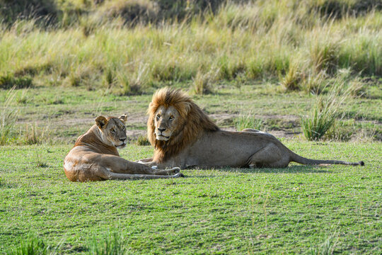 L&ouml;wen im Amboseli und Masai Mara Nationalpark