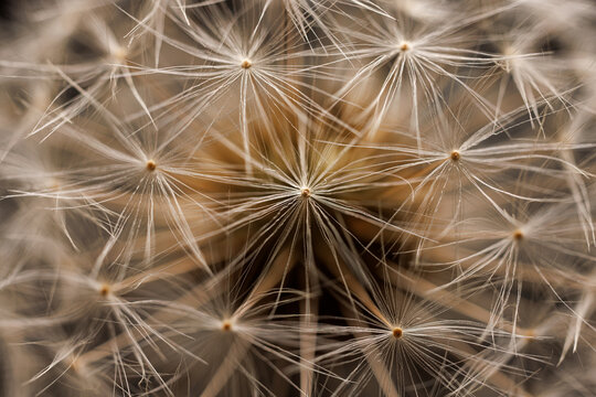 Macro of delicate dandelion seeds