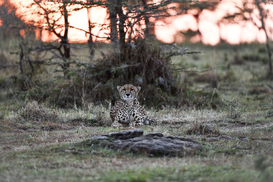 Gepardn im Masai Mara Nationalpark
