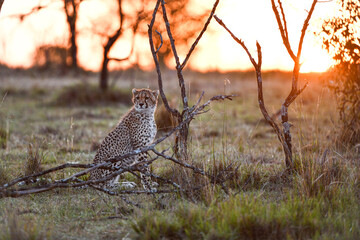 Gepardn im Masai Mara Nationalpark