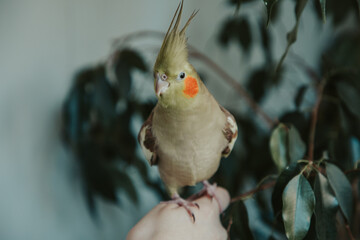 .cockatiel parrot sits on the hand