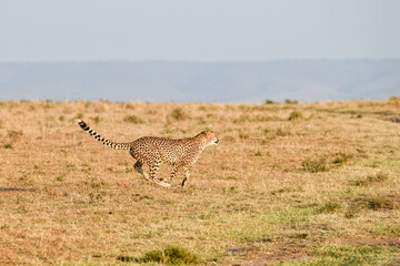 Gepardn im Masai Mara Nationalpark