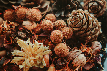 still life of cones and dried flowers
