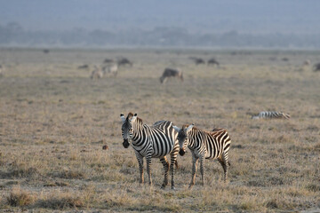 Fototapeta na wymiar Zebras im Amboseli und Masai Mara Nationalpark