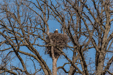 Bald Eagle In Her Nest In Spring