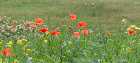 A wide photo of a meadow with red poppy flowers growing in the grass.