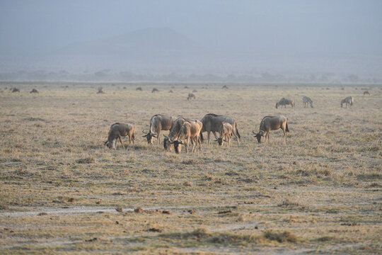 Gnus im Amboseli und Masai Mara Nationalpark