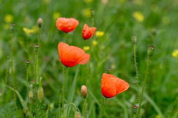 Red poppies on a green meadow. Close up of flowers in a meadow.