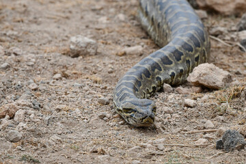 Felsenpython im Amboseli Nationalpark