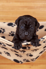 dog breed cane corso italiano