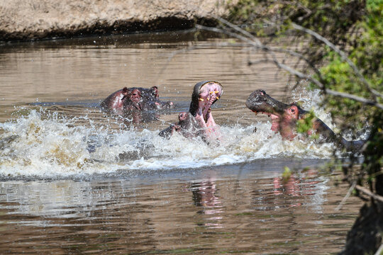 Flusspferde im Mara Fluss