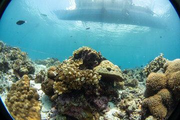 Naklejka na ściany i meble coral reef and dive boat