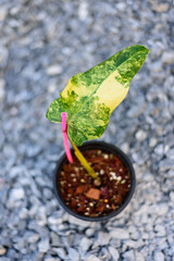 Philodendron Domesticum Variegated in the pot