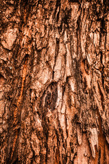 bark of a tree
