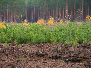 planting a new forest. rows of young pines among old stumps. 2022. nature conservation young forest
