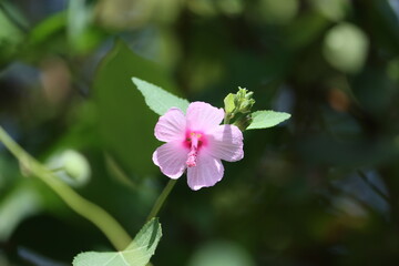 Cambodia. Urena lobata, commonly known as Caesarweed or Congo jute, is a tender perennial,...