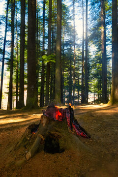 A burning tree stump.