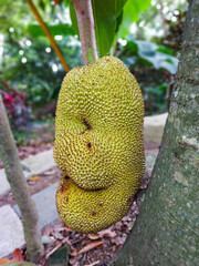 JACKFRUIT IN WILD FOREST
