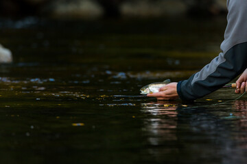 fisherman releasing a rainbow trout in the river