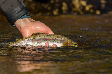 catch and releasing a baby rainbow trout