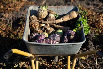 parsnips  kohlrabi celery in a dray in autumn field