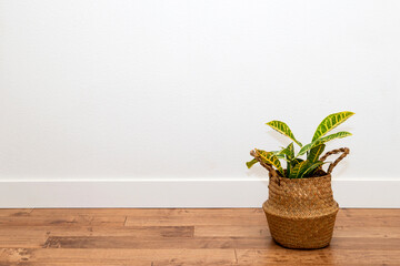 Croton plant in the basket planter against the white wall