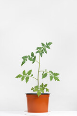 Growing tomatoes from seeds, step by step. Step 10 - seedlings grow in pots